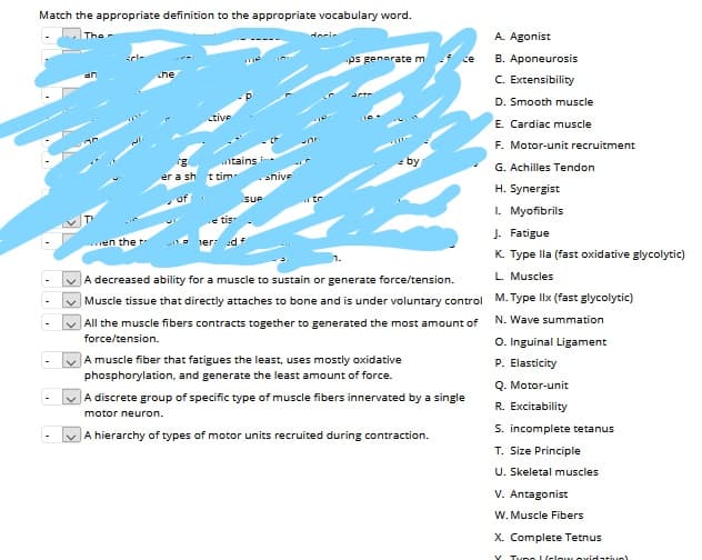 Match the appropriate definition to the appropriate vocabulary word.
The
Herir
A. Agonist
ps generatem
B. Aponeurosis
ce
che
C. Extensibility
D. Smooth muscle
tive
E. Cardiac muscle
F. Motor-unit recruitment
tains
by
G. Achilles Tendon
er a sh t tim
snive
H. Synergist
Sue
I. Myofibrils
e tis
J. Fatigue
en the t
ier d f
K. Type lla (fast oxidative glycolytic)
A decreased ability for a muscle to sustain or generate force/tension.
L. Muscles
Muscle tissue that directly attaches to bone and is under voluntary control M. Type llx (fast glycolytic)
N. Wave summation
All the muscle fibers contracts together to generated the most amount of
force/tension.
O. Inguinal Ligament
P. Elasticity
A muscle fiber that fatigues the least, uses mostly oxidative
phosphorylation, and generate the least amount of force.
Q. Motor-unit
A discrete group of specific type of muscle fibers innervated by a single
R. Excitability
motor neuron.
A hierarchy of types of motor units recruited during contraction.
S. incomplete tetanus
T. Size Principle
U. Skeletal muscles
V. Antagonist
W. Muscle Fibers
X. Complete Tetnus
V TyRs UelowL oxidatius)
