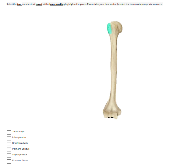 Select the two muscles that Insert at the bone marking highlighted in green. Please take your time and only select the two most appropriate answers.
Teres Major
Infraspinatus
Brachioradialis
Palmaris Longus
Supraspinatus
Pronator Teres
