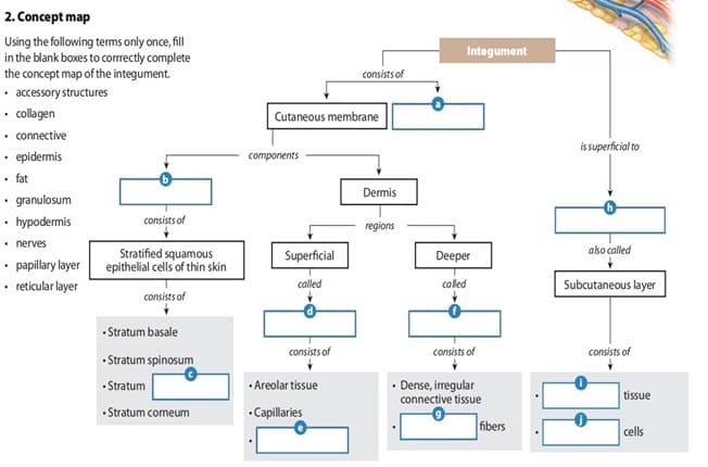 2. Concept map
Using the following terms only once, fll
in the blank boxes to corrrectly complete
the concept map of the integument.
• accessory structures
• ollagen
• connective
• epidermis
• fat
• granulosum
Integument
consists of
Cutaneous membrane
is superficial to
components
Dermis
hypodermis
consists of
regions
• nerves
ako called
Stratified squamous
epithelial cells of thin skin
Superficial
Deeper
• papillary layer
• reticular layer
Subcutaneous layer
called
called
consists of
• Stratum basale
consists of
consists of
consists of
• Stratum spinosum
• Areolar tissue
• Dense, irregular
connective tissue
• Stratum
tissue
• Stratum comeum
•Capillaries
fibers
cells
