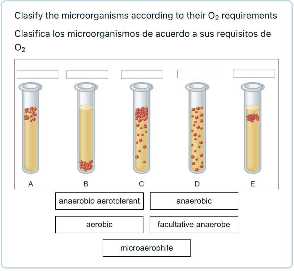 Clasify the microorganisms according to their O2 requirements
Clasifica los microorganismos de acuerdo a sus requisitos de
02
A
B
C
anaerobio aerotolerant
aerobic
D
microaerophile
anaerobic
facultative anaerobe
E