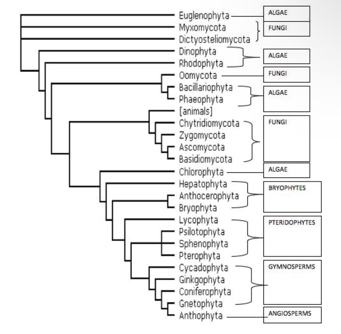 ALGAE
Euglenophyta-
Мухотусota
Dictyosteliomycota
Dinophyta
Rhodophyta
Oomycota
Bacillariophyta
Phaeophyta
(animals]
Chytridiomycota
Zygomycota
Ascomycota
Basidiomycota
Chlorophyta
Нерatophyta
Anthocerophyta
Bryophyta
Lycophyta
Psilotophyta
Sphenophyta
Pterophyta
Cycadophyta
Ginkgophyta
Coniferophyta
Gnetophyta
Anthophyta
}
FUNGI
ALGAE
FUNGI
ALGAE
FUNGI
ALGAE
BRYOPHYTES
PTERIDOPHYTES
GYMNOSPERMS
ANGIOSPERMS
