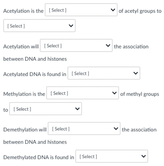Acetylation is the (Select]
of acetyl groups to
[ Select )
Acetylation will ( Select]
the association
between DNA and histones
Acetylated DNA is found in ( Select )
Methylation is the (Select]
v of methyl groups
to ( Select]
Demethylation will (Select ]
the association
between DNA and histones
Demethylated DNA is found in [ Select)
>
