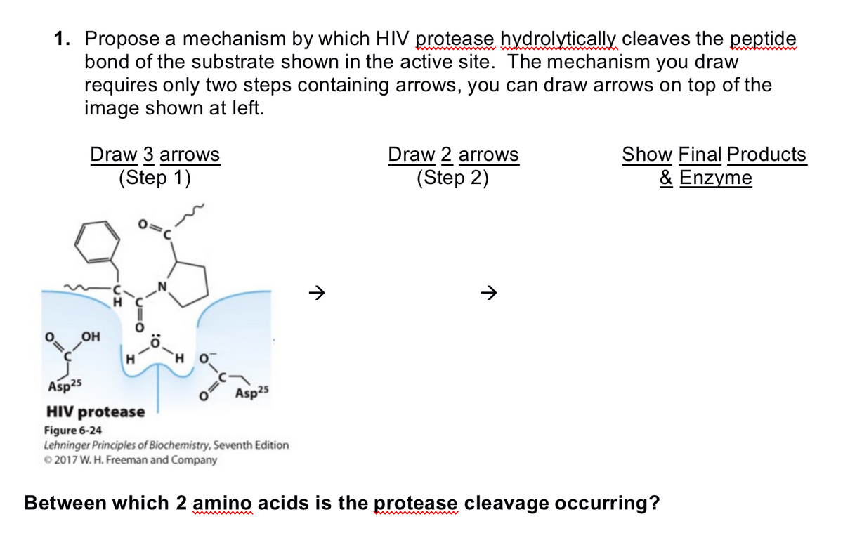 1. Propose a mechanism by which HIV protease hydrolytically cleaves the peptide
bond of the substrate shown in the active site. The mechanism you draw
requires only two steps containing arrows, you can draw arrows on top of the
image shown at left.
Draw 3 arrows
(Step 1)
OH
Asp25
HIV protease
Figure 6-24
Lehninger Principles of Biochemistry, Seventh Edition
© 2017 W. H. Freeman and Company
Asp25
Draw 2 arrows
(Step 2)
Show Final Products
& Enzyme
Between which 2 amino acids is the protease cleavage occurring?