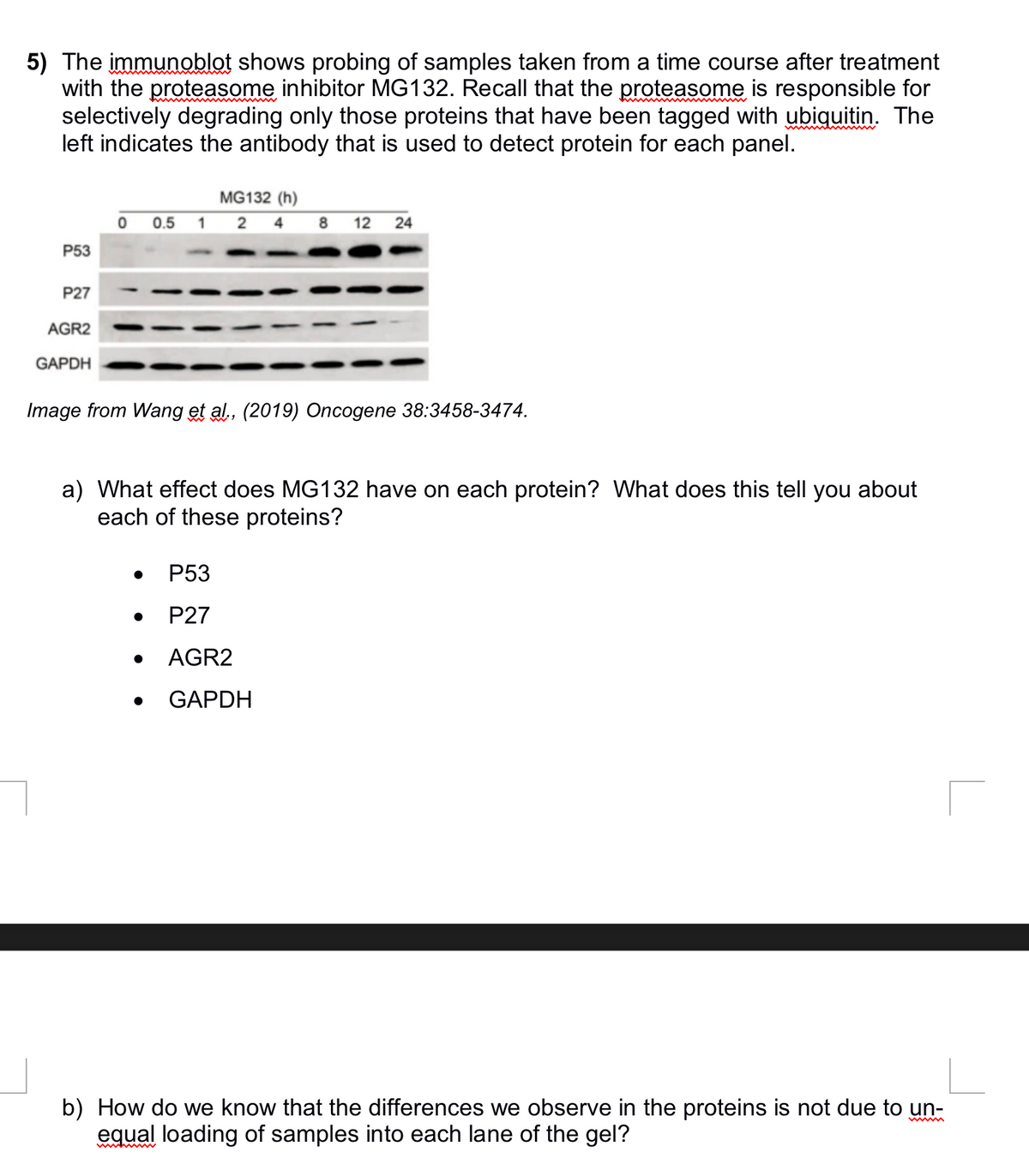 5) The immunoblot shows probing of samples taken from a time course after treatment
with the proteasome inhibitor MG132. Recall that the proteasome is responsible for
selectively degrading only those proteins that have been tagged with ubiquitin. The
left indicates the antibody that is used to detect protein for each panel.
P53
P27
AGR2
GAPDH
MG132 (h)
0 0.5 1 2 4 8 12 24
Image from Wang et al., (2019) Oncogene 38:3458-3474.
a) What effect does MG132 have on each protein? What does this tell you about
each of these proteins?
●
P53
P27
AGR2
GAPDH
b) How do we know that the differences we observe in the proteins is not due to un-
equal loading of samples into each lane of the gel?