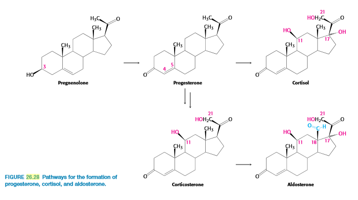 21
H3C
HOH,C
CHs
CH3
CH3
OH
17
11
CH3
ÇH3
CH3
HO
Pregnenolone
Progesterone
Cortisol
21
21
HOH,C
HOH,
CH3
HQ
HQ
OH
17
11
ÇH3
11
ÇH3
18
FIGURE 26.28 Pathways for the formation of
progesterone, cortisol, and aldosterone.
Corticosterone
Aldosterone
