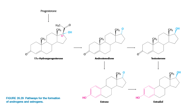 Progesterone
H3C
ÇH3
ÇHs
CH3
OH
OH
17
CH3
CH3
17«-Hydroxyprogesterone
Androstenedione
Testosterone
CH3
CH3
HO
FIGURE 26.29 Pathways for the formation
of androgens and estrogens.
HO
Estrone
Estradiol
