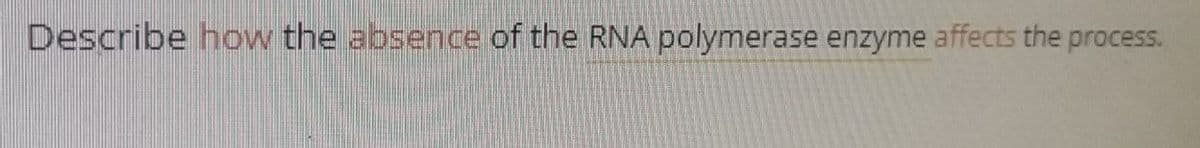 Describe how the absence of the RNA polymerase enzyme affects the process.