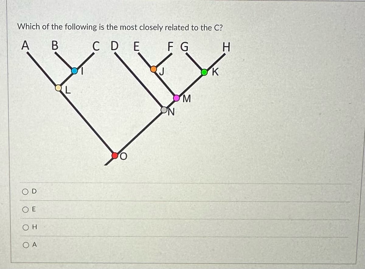 Which of the following is the most closely related to the C?
A
B
CDE
F G
H
OD
ΟΕ
OH
O A
M
K