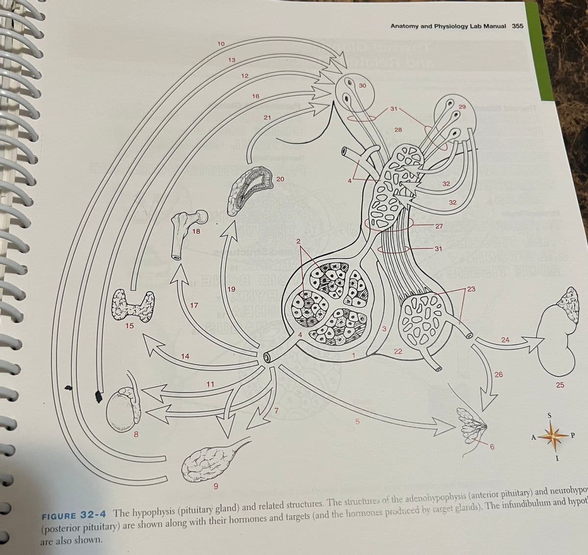15
8
10
13
12
16
21
20
20
A
18
2
17
19
NYA
ABHO
14
11
30
7
5
Anatomy and Physiology Lab Manual 355
31
28
22
22
32
27
-31
08%
29
32
23
23
24
24
26
25
25
6
S
P
9
FIGURE 32-4 The hypophysis (pituitary gland) and related structures. The structures of the adenohypophysis (anterior pituitary) and neurohypo
(posterior pituitary) are shown along with their hormones and targets (and the hormones produced by target glands). The infundibulum and hypot
are also shown.