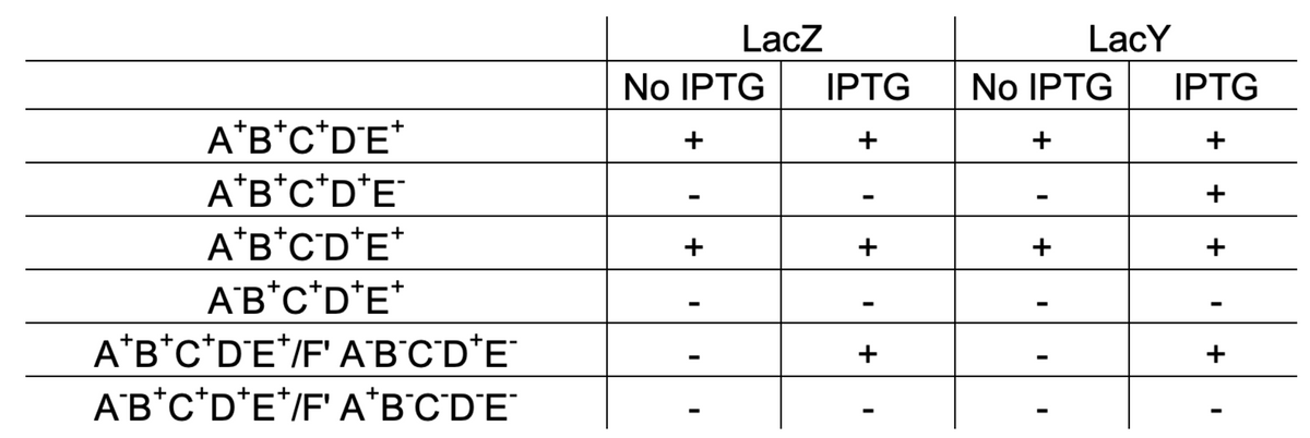 A*B*C*D*E*
A*B*C*D*E*
A*B*C*D*E*
A*B*C*D*E*
A*B*C*D*E*/F' ABCDE
AB*C*D*E*/F' A'B'C'DE
No IPTG
+
+
LacZ
I
IPTG
+
+
+
No IPTG
+
+
I
I
LacY
I
IPTG
+
+
+
+