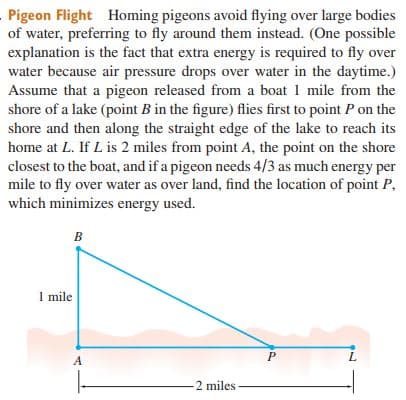 Pigeon Flight Homing pigeons avoid flying over large bodies
of water, preferring to fly around them instead. (One possible
explanation is the fact that extra energy is required to fly over
water because air pressure drops over water in the daytime.)
Assume that a pigeon released from a boat 1 mile from the
shore of a lake (point B in the figure) flies first to point P on the
shore and then along the straight edge of the lake to reach its
home at L. If L is 2 miles from point A, the point on the shore
closest to the boat, and if a pigeon needs 4/3 as much energy per
mile to fly over water as over land, find the location of point P,
which minimizes energy used.
B
1 mile
A
2 miles
