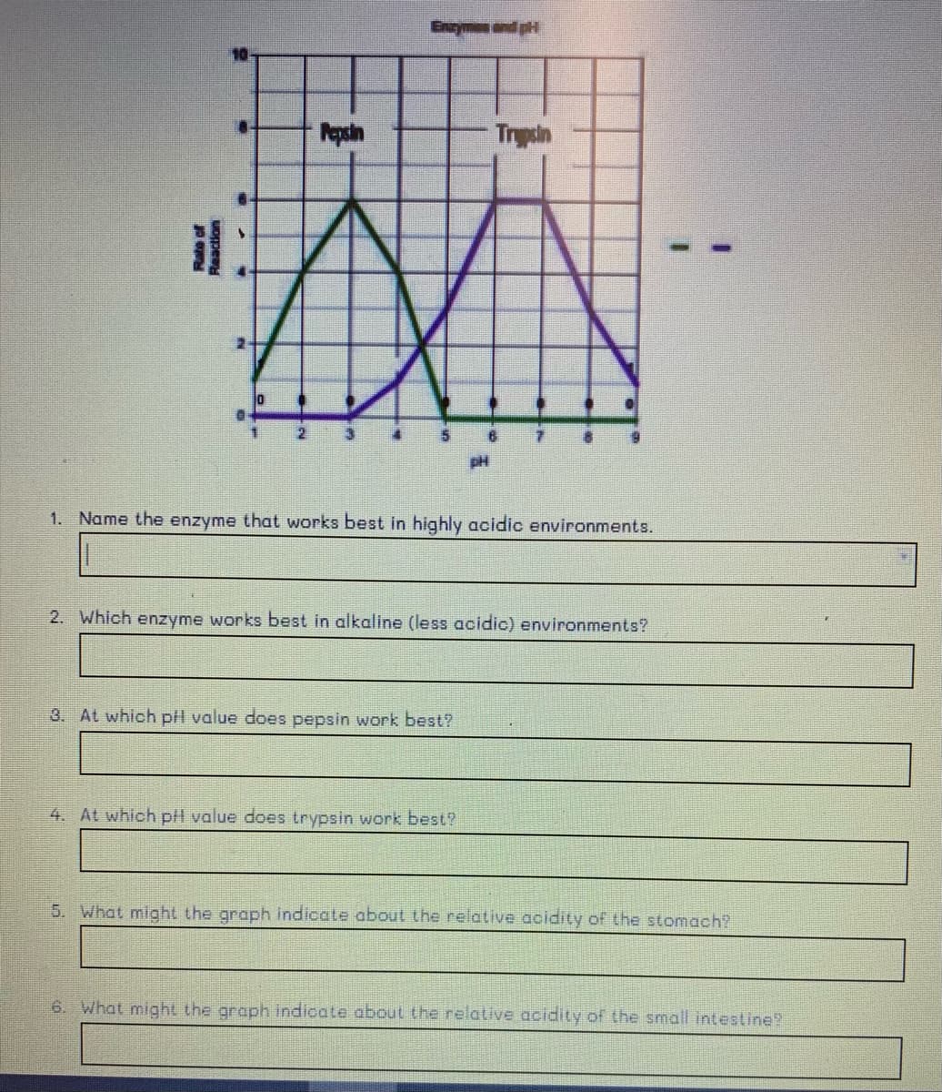 Enymen and pH
Pepsin
Trysn
pH
1. Name the enzyme that works best in highly acidic environments.
2. Which enzyme works best in alkaline (less acidic) environments?
3. At which pH value does pepsin work best?
4. At which pH value does trypsin work best?
5. What might the graph indicate about the relative acidity of the stomach?
6. What might the graph indicate about the relative acidity of the small intestine?
Reaction
