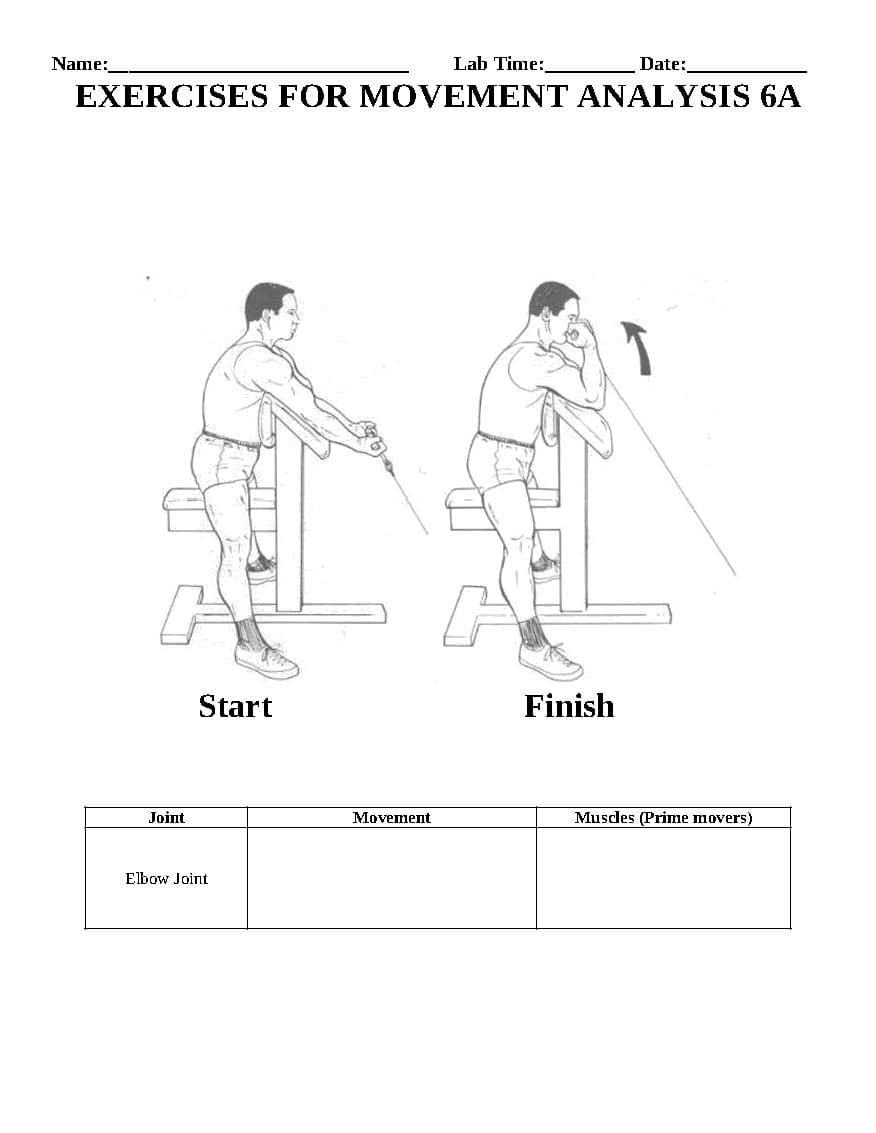 Name:
Lab Time:
Date:
EXERCISES FOR MOVEMENT ANALYSIS 6A
Start
Finish
Joint
Movement
Muscles (Prime movers)
Elbow Joint
