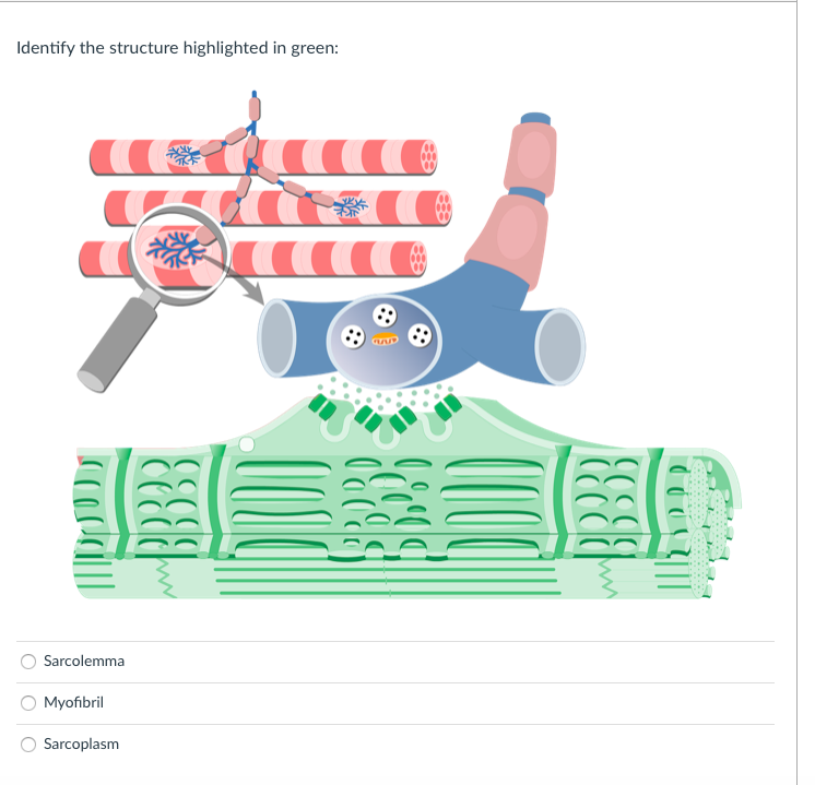 Identify the structure highlighted in green:
Sarcolemma
Myofibril
Sarcoplasm
