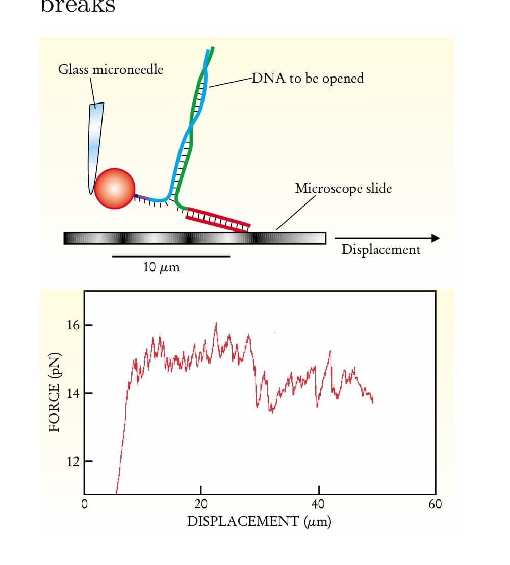 FORCE (PN)
breaks
Glass microneedle
-DNA to be opened
16-
14
12
10 μm
0
20
Microscope slide
Displacement
hampla
40
60
DISPLACEMENT (um)