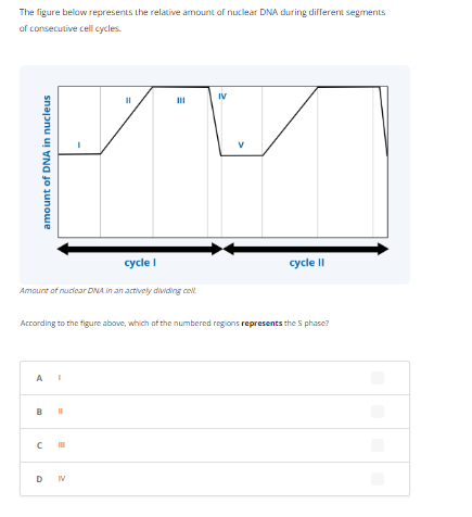 The figure below represents the relative amount of nuclear DNA during different segments
of consecutive cell cycles.
amount of DNA in nucleus
cycle I
Amount of nuclear DNA in an actively dividing coll
AI
3
||
According to the figure above, which of the numbered regions represents the 5 phase?
C III
DIV
IV
cycle II