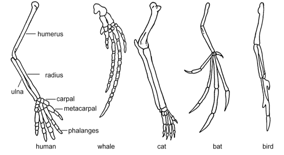 humerus
radius
ulna
-carpal
-metacarpal
phalanges
human
whale
cat
bat
bird
