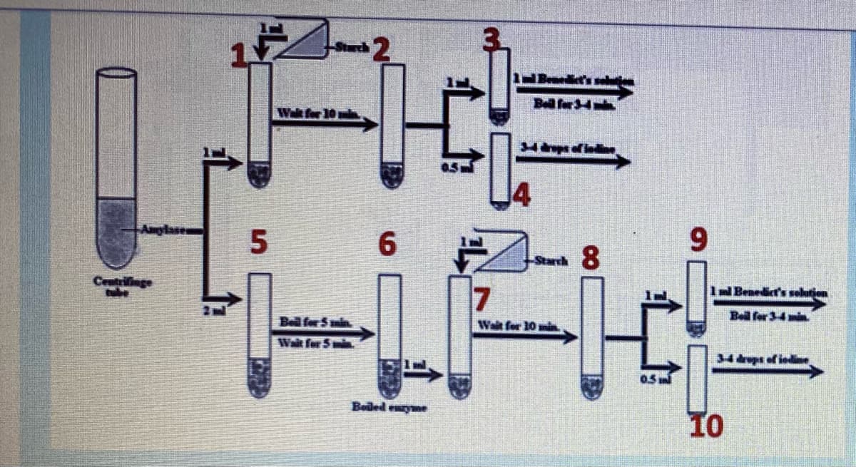 Bell for 34
Wak for
6.
9.
Centrilinge
tube
7
I Benedict's solution
2nd
Beil for 34 mi
Bell for 5 min
Wait for 10 mi
Wait for 5 min.
34 deps of indi
05
Boiled eyme
Io
