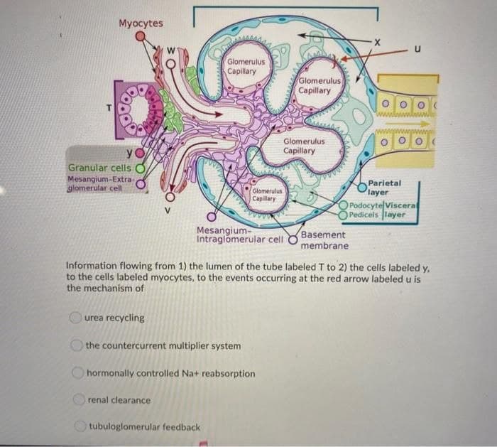 Myocytes
Glomerulus
Capillary
Glomerulus
Capillary
Glomerulus
y O
Capillary
Granular cells
Mesangium-Extra-
glomerular cell
Parietal
layer
Glomerulus
Capillary
PodocytelViscera
Pedicels layer
Mesangium-
Intraglomerular cell
Basement
membrane
Information flowing from 1) the lumen of the tube labeled T to 2) the cells labeled y,
to the cells labeled myocytes, to the events occurring at the red arrow labeled u is
the mechanism of
urea recycling
the countercurrent multiplier system
hormonally controlled Na+ reabsorption
renal clearance
tubuloglomerular feedback
