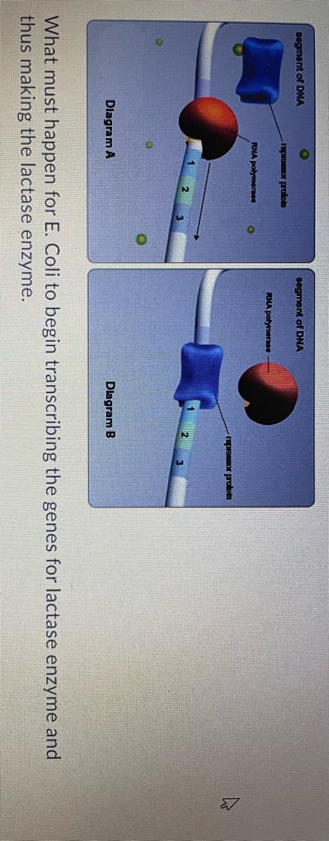 Degment of DNA
segment
DNA
reprowmor prole
RNA polymerase
RNA polymerase
repraesor prolein
2
Dlagram A
Dlagram B
What must happen for E. Coli to begin transcribing the genes for lactase enzyme and
thus making the lactase enzyme.
