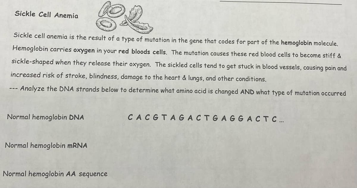 Sickle Cell Anemia
Sickle cell anemia is the result of a type of mutation in the gene that codes for part of the hemoglobin molecule.
Hemoglobin carries oxygen in your red bloods cells. The mutation causes these red blood cells to become stiff &
sickle-shaped when they release their oxygen. The sickled cells tend to get stuck in blood vessels, causing pain and
increased risk of stroke, blindness, damage to the heart & lungs, and other conditions.
-- Analyze the DNA strands below to determine what amino acid is changed AND what type of mutation occurred
Normal hemoglobin DNA
CACGTAGACTGAGGACTC..
Normal hemoglobin MRNA
Normal hemoglobin AA sequence
