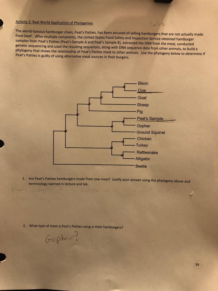 Activity 3: Real World Application of Phylogenies
Salve
The world-famous hamburger chain, Peat's Patties, has been accused of selling hamburgers that are not actually made
from beef. After multiple complaints, the United States Food Safety and Inspection Service obtained hamburger
samples from Peat's Patties (Peat's Sample A and Peat's Sample B), extracted the DNA from the meat, conducted
genetic sequencing and used the resulting sequences, along with DNA sequence data from other animals, to build a
phylogeny that shows the relationship of Peat's Patties meat to other animals. Use the phylogeny below to determine if
Peat's Patties is guilty of using alternative meat sources in their burgers.
Bison
Cow
Goat
Sheep
2. What type of meat is Peat's Patties using in their hamburgers?
Gopher?
- Pig
Peat's Sample
Gopher
Ground Squirrel
Chicken
Turkey
Rattlesnake
Alligator
Beetle
1. Are Peat's Patties hamburgers made from cow meat? Justify your answer using the phylogeny above and
terminology learned in lecture and lab.
Scomple
39