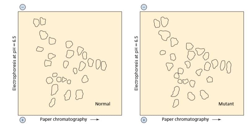 Normal
Mutant
Paper chromatography
+.
Paper chromatography
Electrophoresis at pH = 6.5
Electrophoresis at pH = 6.5
