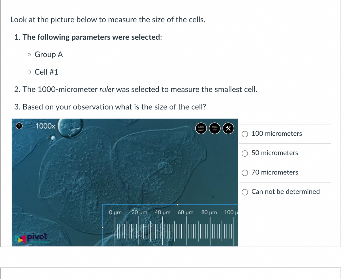 Look at the picture below to measure the size of the cells.
1. The following parameters were selected:
。 Group A
。 Cell #1
2. The 1000-micrometer ruler was selected to measure the smallest cell.
3. Based on your observation what is the size of the cell?
1000x
pivot
interactives
630x
ruler
1000x
ruler
*
100 micrometers
0 μm
20 μm
40 μm
60 μm
80 μm 100 μ
50 micrometers
70 micrometers
Can not be determined