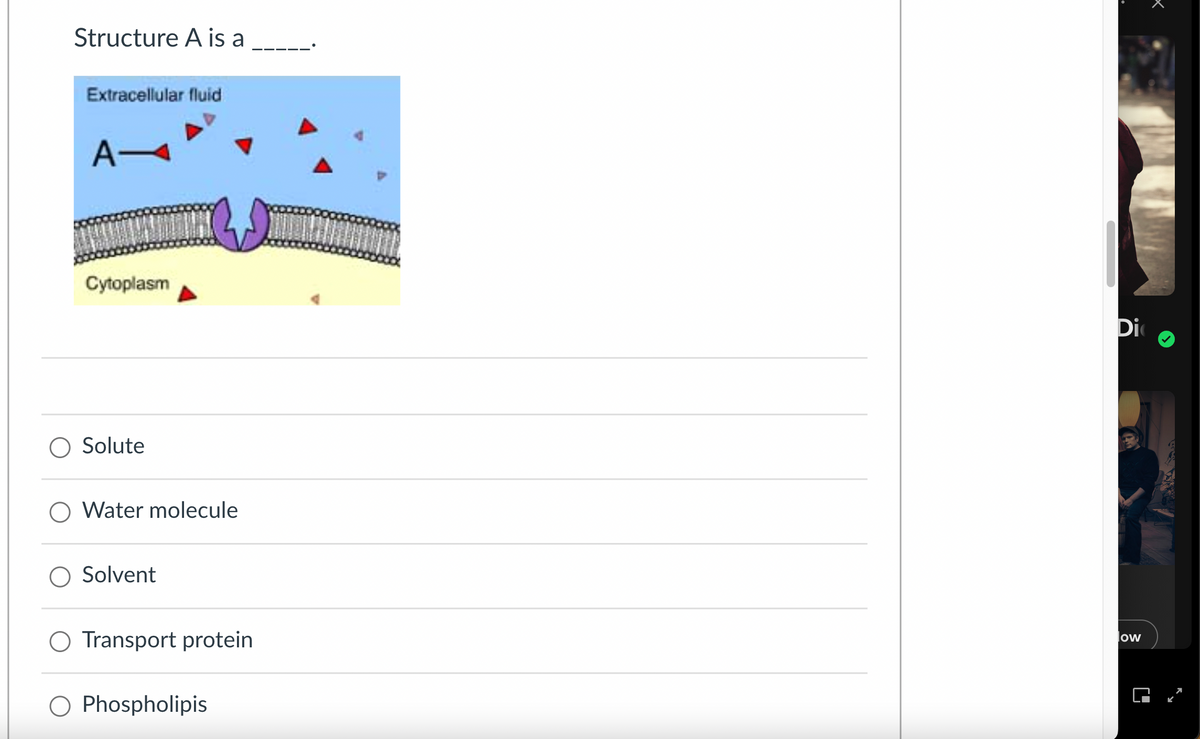 Structure A is a
Extracellular fluid
A-
Cytoplasm
Solute
Water molecule
○ Solvent
Transport protein
○ Phospholipis
Di
ow