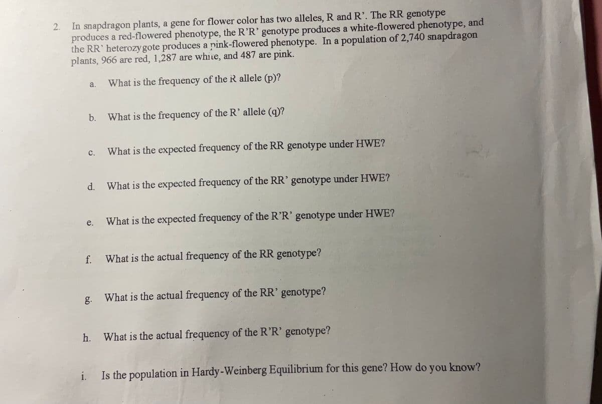 2. In snapdragon plants, a gene for flower color has two alleles, R and R'. The RR genotype
produces a red-flowered phenotype, the R'R' genotype produces a white-flowered phenotype, and
the RR' heterozygote produces a pink-flowered phenotype. In a population of 2,740 snapdragon
plants, 966 are red, 1,287 are white, and 487 are pink.
a.
What is the frequency of the R allele (p)?
b. What is the frequency of the R' allele (q)?
C.
d.
e.
What is the expected frequency of the RR genotype under HWE?
What is the expected frequency of the RR' genotype under HWE?
What is the expected frequency of the R'R' genotype under HWE?
f. What is the actual frequency of the RR genotype?
g.
What is the actual frequency of the RR' genotype?
h. What is the actual frequency of the R'R' genotype?
i. Is the population in Hardy-Weinberg Equilibrium for this gene? How do you know?