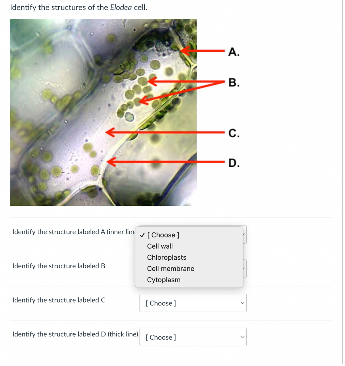 Identify the structures of the Elodea cell.
Identify the structure labeled A (inner line
Identify the structure labeled B
✓ [Choose ]
Cell wall
Chloroplasts
Cell membrane
Cytoplasm
Identify the structure labeled C
[Choose ]
Identify the structure labeled D (thick line)
[Choose ]
A.
B.
C.
D.