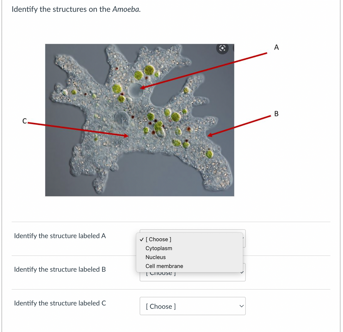Identify the structures on the Amoeba.
C.
Identify the structure labeled A
Identify the structure labeled B
✓ [ Choose ]
Cytoplasm
Nucleus
Cell membrane
[Choose]
Identify the structure labeled C
[Choose ]
C
A
B