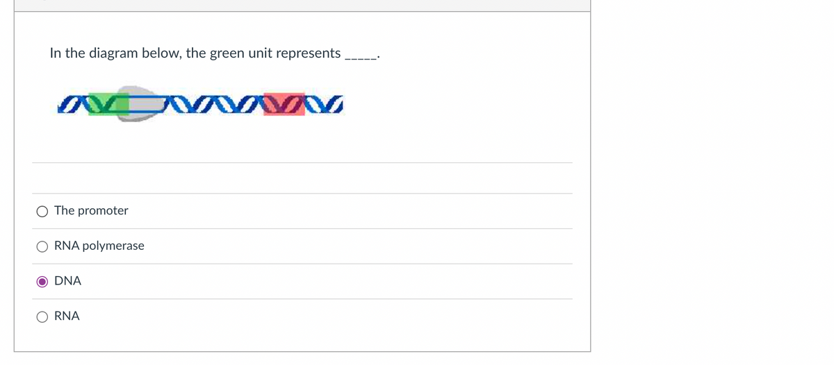 In the diagram below, the green unit represents
The promoter
RNA polymerase
DNA
RNA