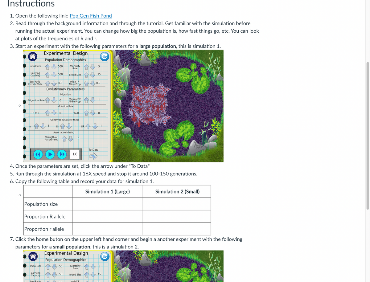 Instructions
1. Open the following link: Pop Gen Fish Pond
2. Read through the background information and through the tutorial. Get familiar with the simulation before
running the actual experiment. You can change how big the population is, how fast things go, etc. You can look
at plots of the frequencies of R and r.
3. Start an experiment with the following parameters for a large population, this is simulation 1.
Experimental Design
Population Demographics
Initial Size.
500
Mortality
Rate
5
Carrying
Capacity
500
Brood Size
15
Sex-Ratio
Female:Male 0.5
Evolutionary Parameters
Initial 'R'
Allele Prop.
0.5
Migration
Migration Rate
0
Migrant 'R'
Allele Prop.
Mutation Rate
1
R to r
0
r to R
0
Genotype Relative Fitness
rr
4 3 1
Rr
1
RR
1
Assortative Mating
Strength of
0
Assortment
To Data
1X
4. Once the parameters are set, click the arrow under "To Data"
5. Run through the simulation at 16X speed and stop it around 100-150 generations.
6. Copy the following table and record your data for simulation 1.
Population size
Simulation 1 (Large)
Simulation 2 (Small)
Proportion R allele
Proportion r allele
7. Click the home buton on the upper left hand corner and begin a another experiment with the following
parameters for a small population, this is a simulation 2.
Experimental Design
Population Demographics
Initial Size
Carrying
Capacity
Sex-Ratio
s 肉
50
Mortality
Rate
5
50
Brood Size
15
Initial 'R'