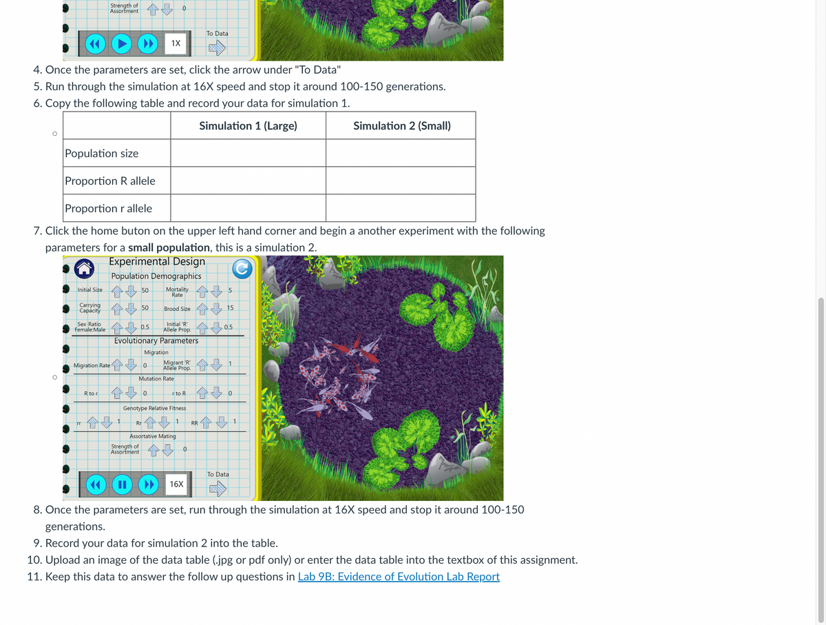 Strength of
0
Assortment
་་
1X
To Data
4. Once the parameters are set, click the arrow under "To Data"
5. Run through the simulation at 16X speed and stop it around 100-150 generations.
6. Copy the following table and record your data for simulation 1.
Population size
Simulation 1 (Large)
Simulation 2 (Small)
Proportion R allele
Proportion r allele
7. Click the home buton on the upper left hand corner and begin a another experiment with the following
parameters for a small population, this is a simulation 2.
Experimental Design
Population Demographics
Initial Size 50 Mortality
5
Rate
Carrying
50
Capacity
Brood Size
15
Sex-Ratio
Female:Male
台南 0.5
Initial 'R'
0.5
Allele Prop.
Evolutionary Parameters
Migration
Migration Rate
Migrant 'R'
0
1
Allele Prop.
R to r
Mutation Rate
0
rto R
0
Genotype Relative Fitness
企业
1
1
1
Rr
RR
Assortative Mating
Strength of
0
Assortment
To Data
II
16X
8. Once the parameters are set, run through the simulation at 16X speed and stop it around 100-150
generations.
9. Record your data for simulation 2 into the table.
10. Upload an image of the data table (.jpg or pdf only) or enter the data table into the textbox of this assignment.
11. Keep this data to answer the follow up questions in Lab 9B: Evidence of Evolution Lab Report