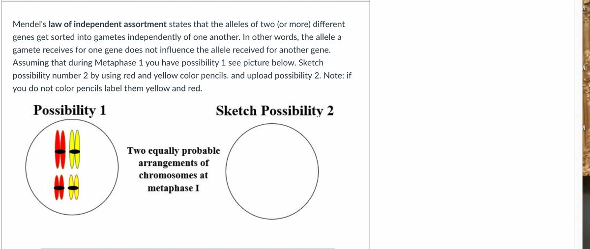 Mendel's law of independent assortment states that the alleles of two (or more) different
genes get sorted into gametes independently of one another. In other words, the allele a
gamete receives for one gene does not influence the allele received for another gene.
Assuming that during Metaphase 1 you have possibility 1 see picture below. Sketch
possibility number 2 by using red and yellow color pencils. and upload possibility 2. Note: if
you do not color pencils label them yellow and red.
Possibility 1
Sketch Possibility 2
#
Two equally probable
arrangements of
chromosomes at
metaphase I