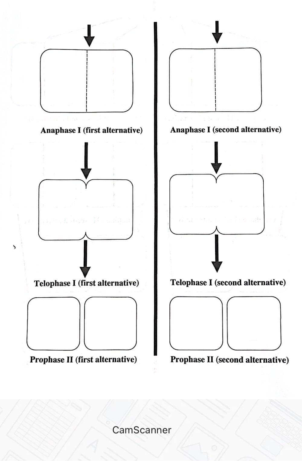 Anaphase I (first alternative)
↓
Telophase I (first alternative)
C
Prophase II (first alternative)
Anaphase I (second alternative)
Telophase I (second alternative)
Prophase II (second alternative)
CamScanner