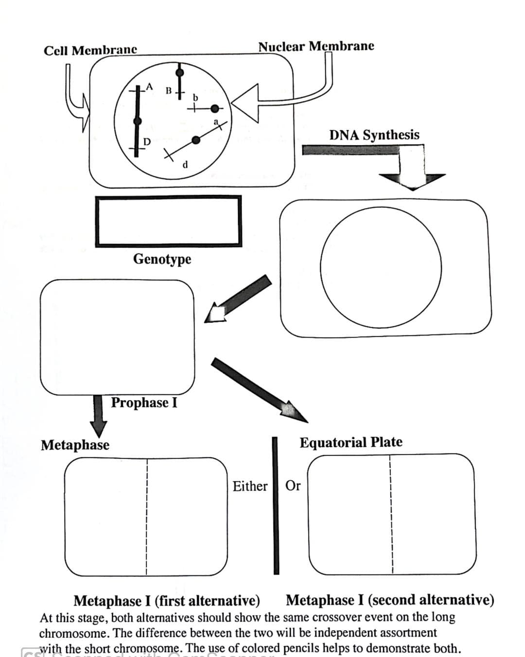 Cell Membrane
Metaphase
B
d
Genotype
Prophase I
Nuclear Membrane
Either
DNA Synthesis
Equatorial Plate
Or
Metaphase I (first alternative) Metaphase I (second alternative)
At this stage, both alternatives should show the same crossover event on the long
chromosome. The difference between the two will be independent assortment
with the short chromosome. The use of colored pencils helps to demonstrate both.