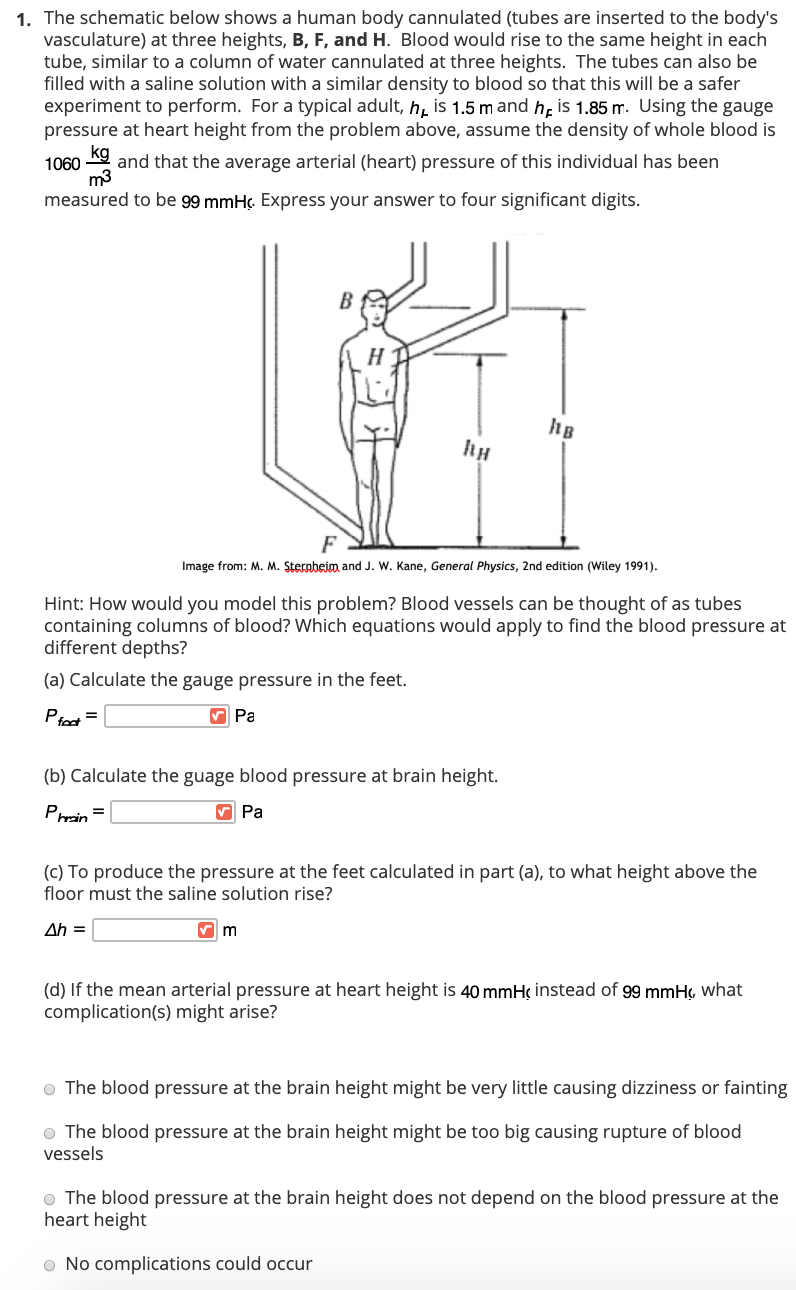 The schematic below shows a human body cannulated (tubes are inserted to the body's
vasculature) at three heights, B, F, and H. Blood would rise to the same height in each
tube, similar to a column of water cannulated at three heights. The tubes can also be
filled with a saline solution with a similar density to blood so that this will be a safer
experiment to perform. For a typical adult, h̟ is 1.5 m and hp is 1.85 m. Using the gauge
pressure at heart height from the problem above, assume the density of whole blood is
g and that the average arterial (heart) pressure of this individual has been
1060
m3
measured to be 99 mmHç. Express your answer to four significant digits.
