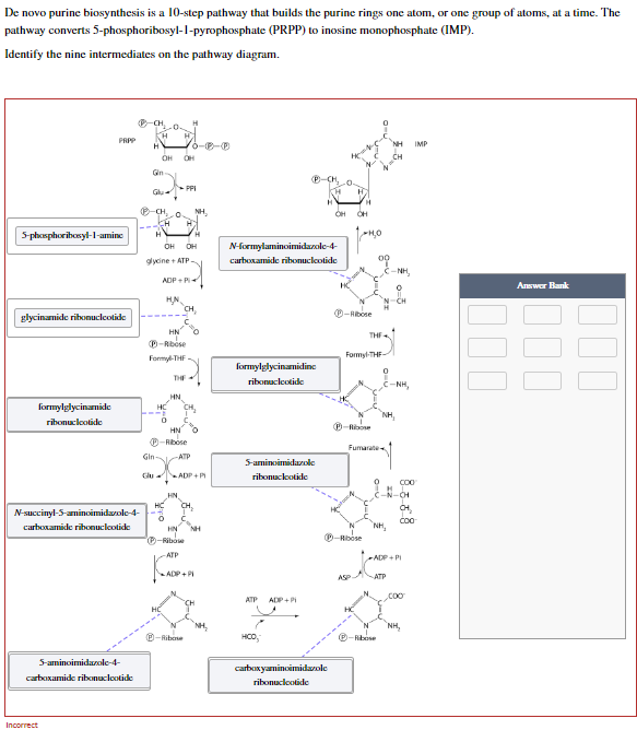 De novo purine biosynthesis is a 10-step pathway that builds the purine rings one atom, or one group of atoms, at a time. The
pathway converts 5-phosphoribosyl-1-pyrophosphate (PRPP) to inosine monophosphate (IMP).
Identify the nine intermediates on the pathway diagram.
5-phosphoribosyl-1-amine
PRPP
glycinamide ribonucleotide
formylglycinamide
rimuclocticke
N-succinyl-5-aminoimidazole-4-
carboxamide ribonucleotide
5-aminoimidazole-4-
carboxamide ribonucleotide
Incorrect
-CH,
H
H
OH
Gn
Glu
-CH.
H
0.
CH H
glycine + ATP
HN
HC
HC
ADP+P
OH
OH OH
0
-PFI
HN
(P-Ribose
Formy-THF
HN
THE
H
HN
-Ribose
-ATP
6-Ⓡ
CH₂
HN
HC CH,
P-Ribose
-ATP
ADP+P
NH,
ADP+P
HN NH
-Ribose
NH,
N-formylaminoimidazole-4-
carboxamide ribonucleotide
formylglycinamidine
ribonuclcotide
S-aminoimidazole
ribonuclotidie
ATP ADP+Pi
HCO,
carboxyanincimidazole
ribonucleotide
-Ribose
H
-Ribose
H₂O
Formyl-THF-
ASP
Fumarate
HC
THE
0
N.
"NH₂
Ⓒ-Abse
NH,
NH,
-ATP
NH
-N-CH
COO
ADP+PI
Coo
IMP
COO
NH,
000
Answer Bank