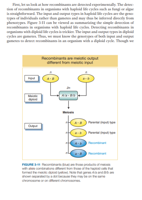 First, let us look at how recombinants are detected experimentally. The detec-
tion of recombinants in organisms with haploid life cycles such as fungi or algae
is straightforward. The input and output types in haploid life cycles are the geno-
types of individuals rather than gametes and may thus be inferred directly from
phenotypes. Figure 3-11 can be viewed as summarizing the simple detection of
recombinants in organisms with haploid life cycles. Detecting recombinants in
organisms with diploid life cycles is trickier. The input and output types in diploid
cycles are gametes. Thus, we must know the genotypes of both input and output
gametes to detect recombinants in an organism with a diploid cycle. Though we
Recombinants are meiotic output
different from meiotic input
Input
A.B
a.b
2n
Meiotic
diploid
A/a B/b
Meiosis
A.B
Parental (input) type
Output
Parental (input) type
A.
Recombinant
Recombinant
FIGURE 3-11 Recombinants (blue) are those products of meiosis
with allele combinations different from those of the haploid cells that
formed the meiotic diploid (yellow). Note that genes A/a and B/b are
shown separated by a dot because they may be on the same
chromosome or on different chromosomes.
