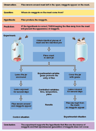 Flko swarm around mont kot in the open; moggolo oppoar on the moat.
Observation:
question:
Whore do maggoto on the meat oome from?
Hypotheste
Files produce the maggots.
IF the hypotheolb b corroct, THEN kooping tho flos oway from the mont
will provont the appearance of maggots.
Predcior
Experiment
Obtain identical plecos of
meat and two identical jars
Plhce meat
In coch jar
Leave the jor
uncovorod
Brperimental varlable:
gouze provonts the
entry of nieo
Cover the jor
with gauzo
Leave oxposed
for several dayo
Loave covered
for soveral daye
Controlled varlables:
timo, emporature,
place
Flko wamm around
and moggolo appear
Flleo ore kopt from
the moat;
Results
no maggoto appoor
Control slbuation
Experimental oltuation
The exporimentoupports the hypotheole that flos are the sourco of
maggots and that spontaneouó ganoration of maggoto doss not occur.
Conclusion:
