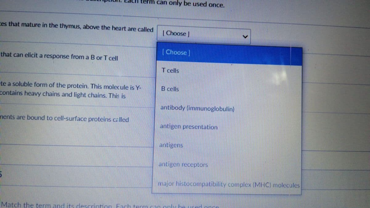 erm can only be used once.
tes that mature in the thymus, above the heart are called
[Choose]
(Choose]
that can elicit a response from a B or T cell
T cells
te a soluble form of the protein. This molecule is Y-
contains heavy chains and light chains. This is
B cells
antibody (immunoglobulin)
ments are bound to cell-surface proteins called
antigen presentation
antigens
antigen receptors
major histocompatibility complex (MHC) molecules
Match the term and its descrintion Fach rermcannnlyhe
