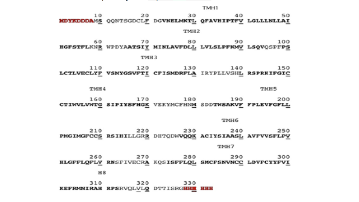 TMH1
10
20
30
40
50
HDYRDDDAMS OONTSGDCLF DGVNELMKTL QFAVHIPTFV LGLLLNLLAI
TMH2
60
70
80
90
100
HGFSTFLKNR WPDYAATSIY MINLAVFDLL LVLSLPFKMV LSQVOSPFPS
TMH3
110
120
130
140
150
LCTLVECLYF VSMYGSVFTI CFISMDRFLA IRYPLLVSHL RSPRKIFGIC
TMH4
THH5
160
170
180
190
200
CTIWVLVWTG SIPIYSFHGK VEKYMCFHNM SDDTHSAKVE FPLEVFGFLL
THH6
210
220
230
240
250
PHGIMGFCCS RSIHILLGRR DHTODWVOOK ACIYSIAASL AVFVVSFLPV
THH7
260
270
280
290
300
HLGFFLQFLV RNSFIVECRA KOSISFFLOL SMCFSNVNCC LDVFCYYFVI
H8
310
320
330
KEPRMNIRAH RPSRVOLVLO DTTISRGHHI HHH
