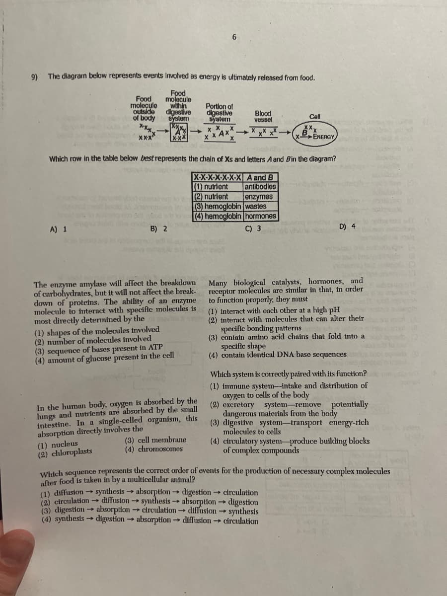 9) The diagram below represents events involved as energy is ultimately released from food.
Food
molecule
within
digestive
system
xxx
X-XX
cool wat
Food
molecule
outside
of body
x-xx
XX-X
A) 1
B) 2
The enzyme amylase will affect the breakdown
of carbohydrates, but it will not affect the break-
down of proteins. The ability of an enzyme
molecule to interact with specific molecules is
most directly determined by the
(1) shapes of the molecules involved
(2) number of molecules involved
(3) sequence of bases present in ATP
(4) amount of glucose present in the cell
6
A^XXXX
X
Which row in the table below best represents the chain of Xs and letters A and Bin the diagram?
X-X-X-X-X-X-X A and B
(1) nutrient
antibodies
(2) nutrient
enzymes
(3) hemoglobin wastes
(4) hemoglobin hormones
C) 3
In the human body, oxygen is absorbed by the
lungs and nutrients are absorbed by the small
intestine. In a single-celled organism, this
absorption directly involves the
(1) nucleus
(2) chloroplasts
Portion of
digestive
system
(3) cell membrane
(4) chromosomes
*AXX-
x
Blood
vessel
Cell
ab yv
BENERGY
D) 4
Many biological catalysts, hormones, and
receptor molecules are similar in that, in order
to function properly, they must
(1) interact with each other at a high pH
(2) interact with molecules that can alter their
specific bonding patterns
(3) contain amino acid chains that fold into a
specific shape
(4) contain identical DNA base sequences
(1) diffusion → synthesis → absorption → digestion → circulation
(2) circulation → diffusion →→synthesis → absorption → digestion
(3) digestion absorption circulation diffusion → synthesis
(4) synthesis → digestion → absorption diffusion circulation
Which system is correctly paired with its function?
(1) immune system-intake and distribution of
oxygen to cells of the body
excretory system-remove potentially
dangerous materials from the body
(2)
(3) digestive system-transport energy-rich
molecules to cells
(4) circulatory system-produce building blocks
of complex compounds
antorb
noms
Which sequence represents the correct order of events for the production of necessary complex molecules
after food is taken in by a multicellular anfinal?
a ob