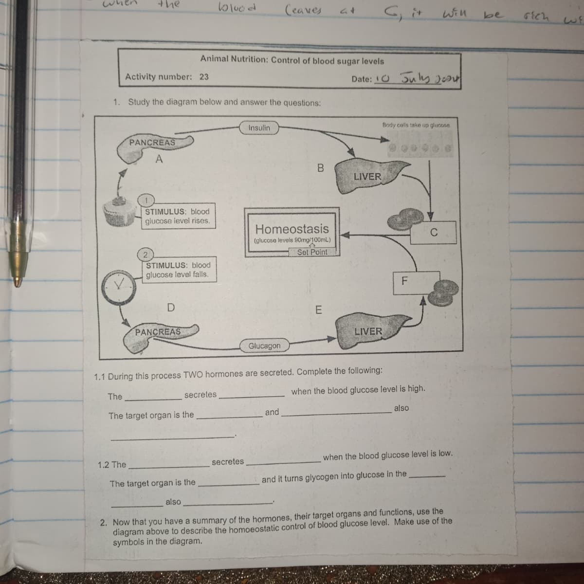 the
blood
Ceaves
at
Cit
Will
be
6ich
33
Animal Nutrition: Control of blood sugar levels
Activity number: 23
Date:
O
July 200
J
1. Study the diagram below and answer the questions:
PANCREAS
A
Insulin
B
LIVER
2
STIMULUS: blood
glucose level rises.
STIMULUS: blood
glucose level falls.
Homeostasis
(glucose levels 90mg/100mL)
Set Point
D
PANCREAS
Glucagon
E
LIVER
1.1 During this process TWO hormones are secreted. Complete the following:
The
secretes
The target organ is the
1.2 The
The target organ is the
also
Body calls take up glucose
F
and
when the blood glucose level is high.
also
C
secretes
when the blood glucose level is low.
and it turns glycogen into glucose in the
2. Now that you have a summary of the hormones, their target organs and functions, use the
diagram above to describe the homoeostatic control of blood glucose level. Make use of the
symbols in the diagram.