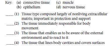 Key: (a) connective tissue
(b) epithelium
(c) muscle
(d) nervous tissue
(1) Tissue type composed largely of nonliving extracellular
matrix; important in protection and support
_(2) The tissue immediately responsible for body
movement
_(3) The tissue that enables us to be aware of the external
environment and to react to it
_(4) The tissue that lines body cavities and covers surfaces
