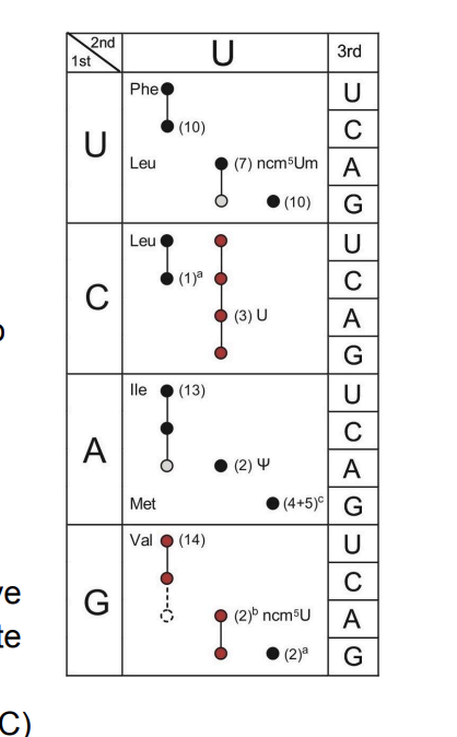 -e
te
C)
1st
2nd
U
Phe
Leu
(10)
U
3rd
U
с
(7) ncm5Um A
(10)
Leu
(1)a
(3) U
lle
(13)
A
Met
(2) 4
(4+5) G
Val
(14)
с
CAGUCAUCAGUO
с
Α
G
с
(2)b ncm³U
A
(2)a
G