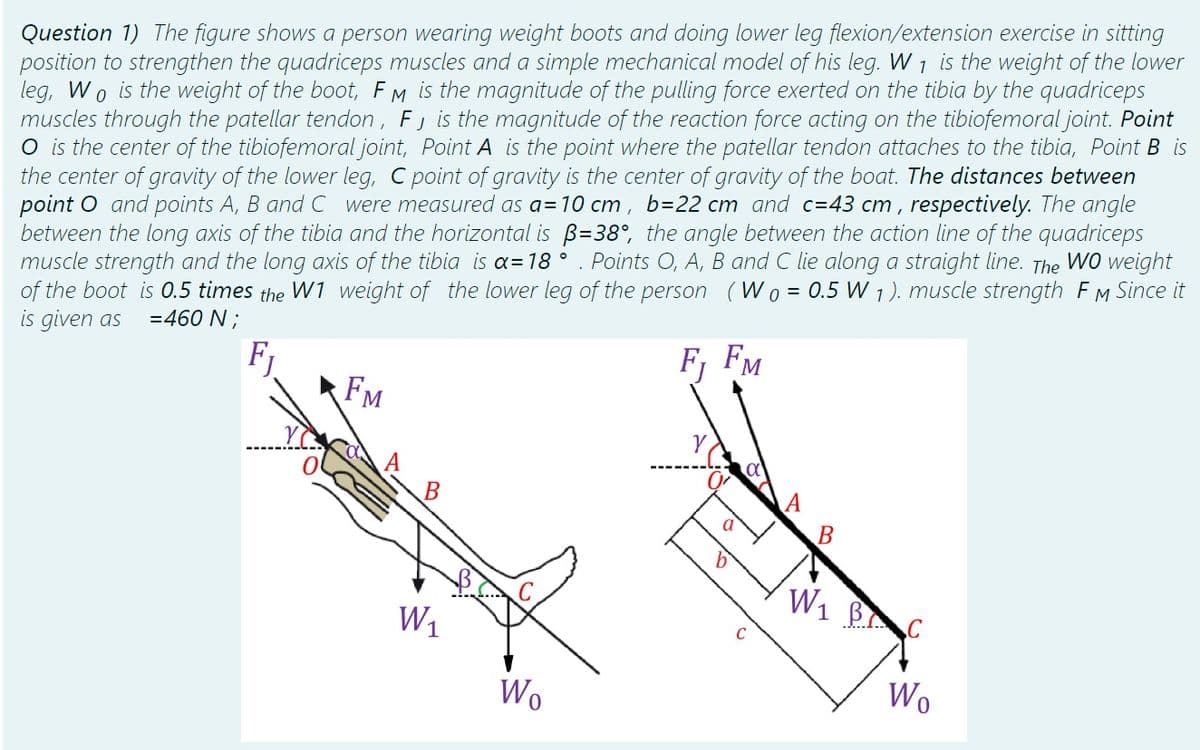 Question 1) The figure shows a person wearing weight boots and doing lower leg flexion/extension exercise in sitting
position to strengthen the quadriceps muscles and a simple mechanical model of his leg. W 1 is the weight of the lower
leg, Wo is the weight of the boot, FM is the magnitude of the pulling force exerted on the tibia by the quadriceps
muscles through the patellar tendon, F, is the magnitude of the reaction force acting on the tibiofemoral joint. Point
O is the center of the tibiofemoral joint, Point A is the point where the patellar tendon attaches to the tibia, Point B is
the center of gravity of the lower leg, C point of gravity is the center of gravity of the boat. The distances between
point O and points A, B and C were measured as a= 10 cm, b=22 cm and c=43 cm, respectively. The angle
between the long axis of the tibia and the horizontal is B=38°, the angle between the action line of the quadriceps
muscle strength and the long axis of the tibia is a=18 ° . Points O, A, B and C lie along a straight line. The WO weight
of the boot is 0.5 times the W1 weight of the lower leg of the person (Wo= 0.5 W 1). muscle strength FM Since it
is given as = 460 N;
Fj
Fj FM
FM
B
W₁
Wo
n
C
B
W₁ B
Wo