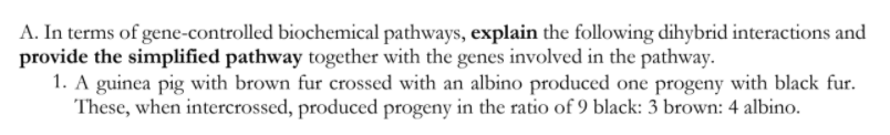 A. In terms of gene-controlled biochemical pathways, explain the following dihybrid interactions and
provide the simplified pathway together with the genes involved in the pathway.
1. A guinea pig with brown fur crossed with an albino produced one progeny with black fur.
These, when intercrossed, produced progeny in the ratio of 9 black: 3 brown: 4 albino.
